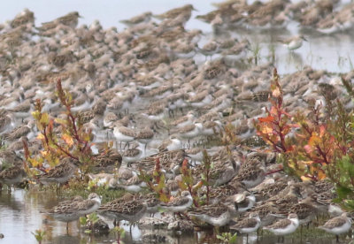 Red-necked Stint (Calidris ruficollis) & Sharp-tailed Sandpiper (Calidris acuminata)