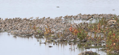 Red-necked Stint (Calidris ruficollis) & Sharp-tailed Sandpiper (Calidris acuminata)