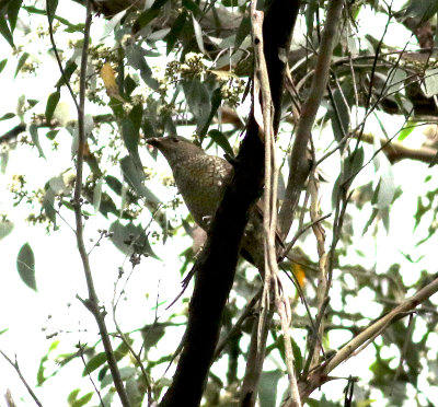 Satin Bowerbird (Ptilonorhynchus violaceus)
