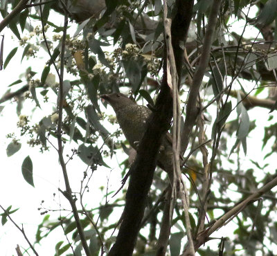 Satin Bowerbird (Ptilonorhynchus violaceus)