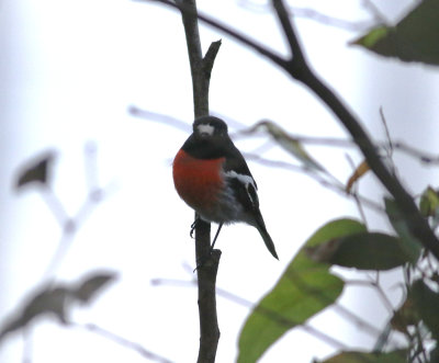 Scarlet Robin (Petroica boodang) 