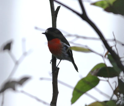 Scarlet Robin (Petroica boodang) 