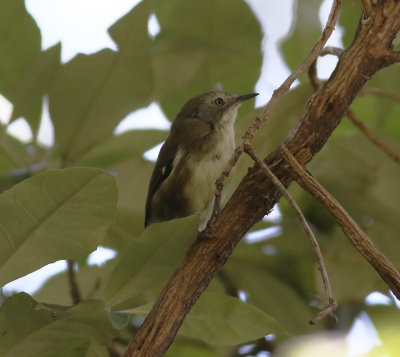 Scrubtit (Acanthornis magna)