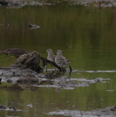 Sharp-tailed Sandpiper (Calidirs acuminata)