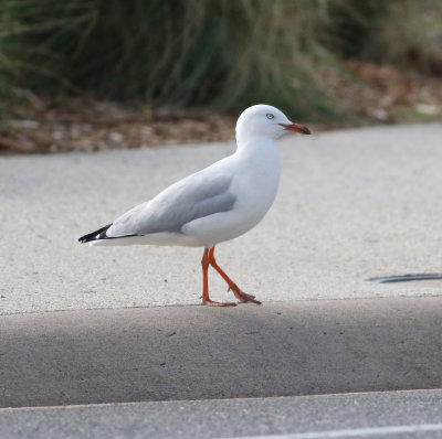 Silver Gull (Chroicocephalus novaehollandiae)