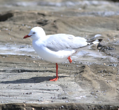 Silver Gull (Chroicocephalus novaehollandiae)