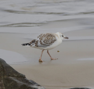 Silver Gull (Chroicocephalus novaehollandiae)