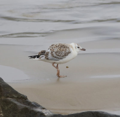 Silver Gull (Chroicocephalus novaehollandiae)