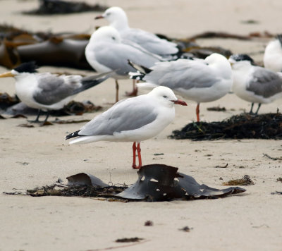 Silver Gull (Chroicocephalus novaehollandiae)