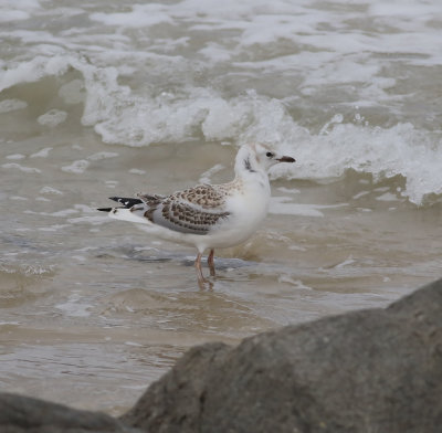 Silver Gull (Chroicocephalus novaehollandiae)