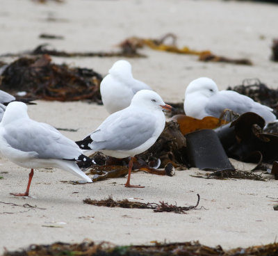 Silver Gull (Chroicocephalus novaehollandiae)