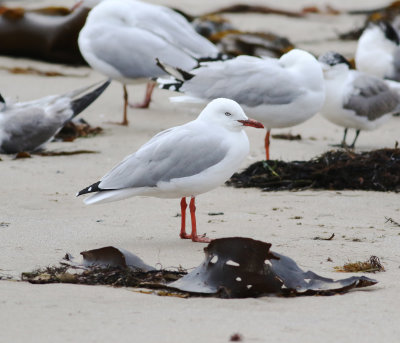 Silver Gull (Chroicocephalus novaehollandiae)
