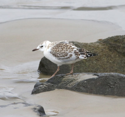 Silver Gull (Chroicocephalus novaehollandiae)