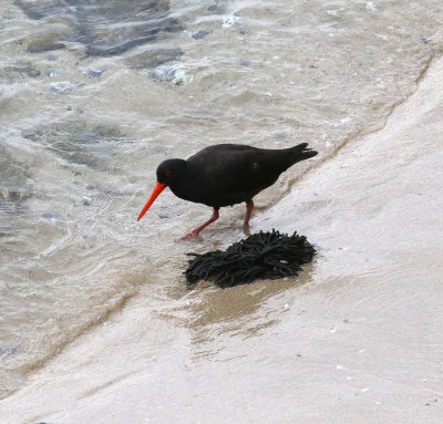 Sooty Oystercatcher (Haematopus fuliginosus)