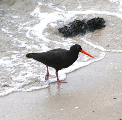 Sooty Oystercatcher (Haematopus fuliginosus)