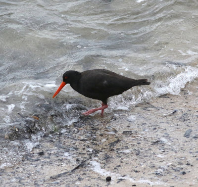 Sooty Oystercatcher (Haematopus fuliginosus)