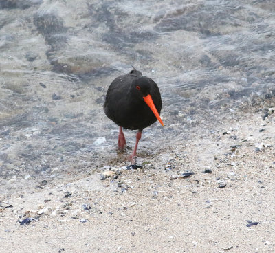 Sooty Oystercatcher (Haematopus fuliginosus)
