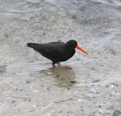 Sooty Oystercatcher (Haematopus fuliginosus)