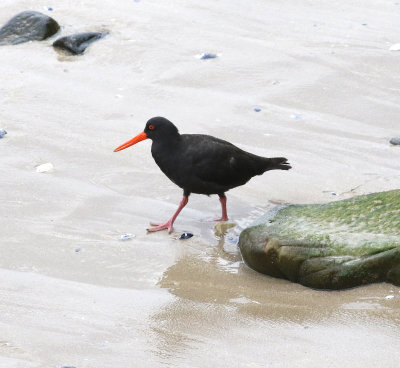 Sooty Oystercatcher (Haematopus fuliginosus)