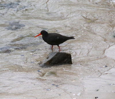 Sooty Oystercatcher (Haematopus fuliginosus)