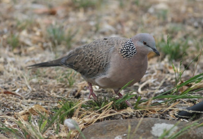 Spotted Dove (Spilopelia chinensis)