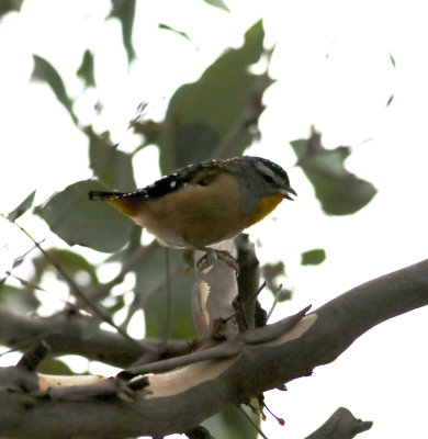 Spotted Pardalote (Partdalotus punctatus)