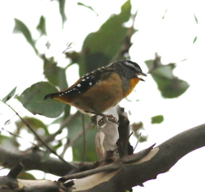 Spotted Pardalote (Partdalotus punctatus)