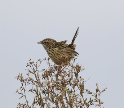 Striated Fieldwren (Calamanthus fuliginosus)