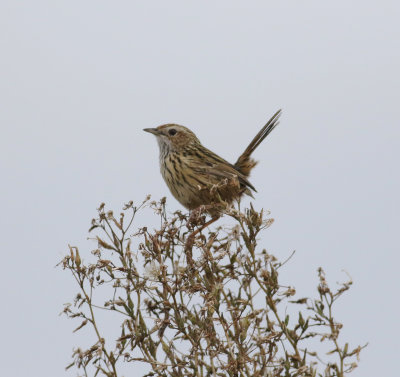 Striated Fieldwren (Calamanthus fuliginosus)