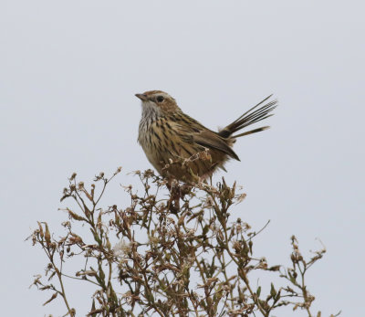 Striated Fieldwren (Calamanthus fuliginosus)
