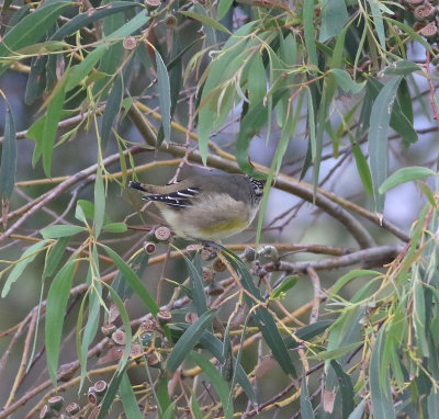 Striated Pardalote (Partdalotus striatus)