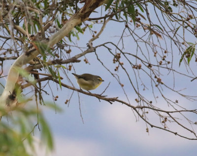 Striated Pardalote (Partdalotus striatus)