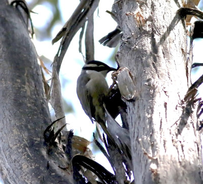 Strong-billed Honeyeater (Melithreptus validirostris)