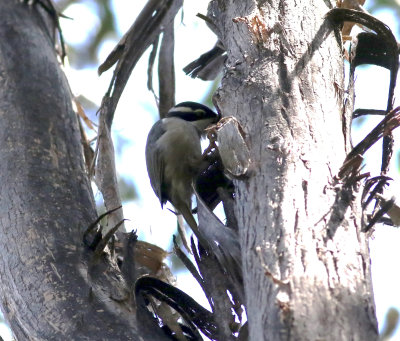 Strong-billed Honeyeater (Melithreptus validirostris)