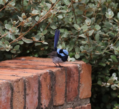 Superb Fairy-wren (Malurus cyaneus)