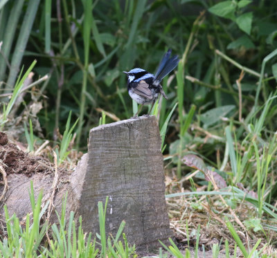 Superb Fairy-wren (Malurus cyaneus)