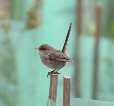 Superb Fairy-wren (Malurus cyaneus)