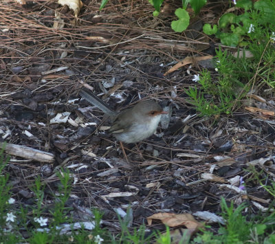 Superb Fairy-wren (Malurus cyaneus)