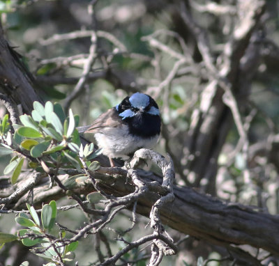 Superb Fairy-wren (Malurus cyaneus)