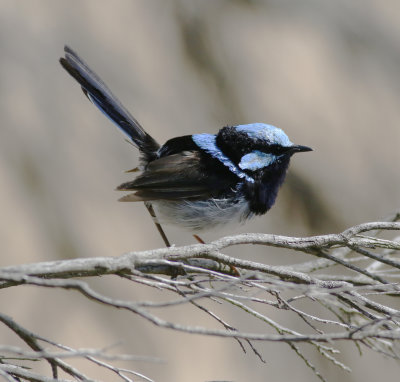Superb Fairy-wren (Malurus cyaneus)