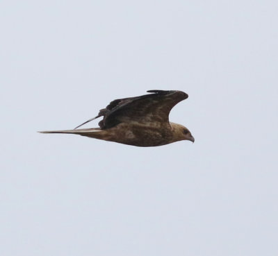 Swamp Harrier (Circus approximans)