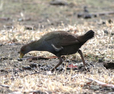 Tasmanian Native-hen (Tribonyx mortierli)