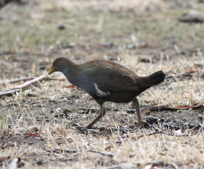 Tasmanian Native-hen (Tribonyx mortierli)
