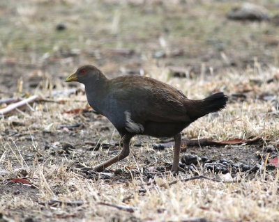 Tasmanian Native-hen (Tribonyx mortierli)