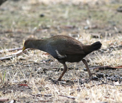Tasmanian Native-hen (Tribonyx mortierli)