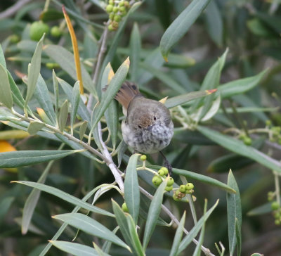 Tasmanian Thornbill (Acanthiza ewingii)