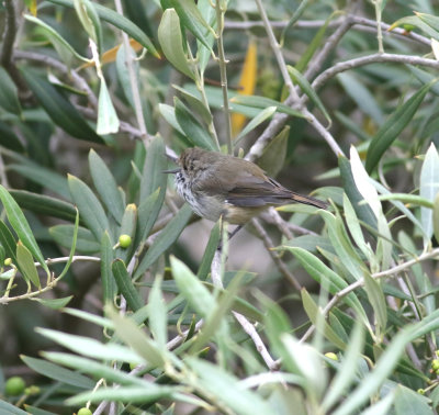 Tasmanian Thornbill (Acanthiza ewingii)