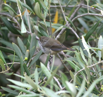 Tasmanian Thornbill (Acanthiza ewingii)