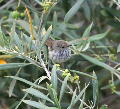 Tasmanian Thornbill (Acanthiza ewingii)