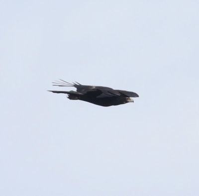 Wedge-tailed Eagle (Aquila audax)